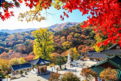 단풍2.jpg
